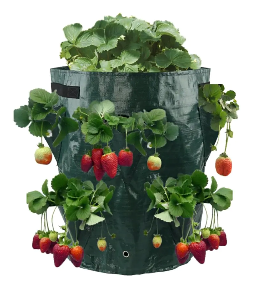 AG691A Strawberry planting bag at Wasserman.eu