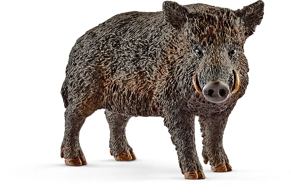 Boar at Wasserman.eu