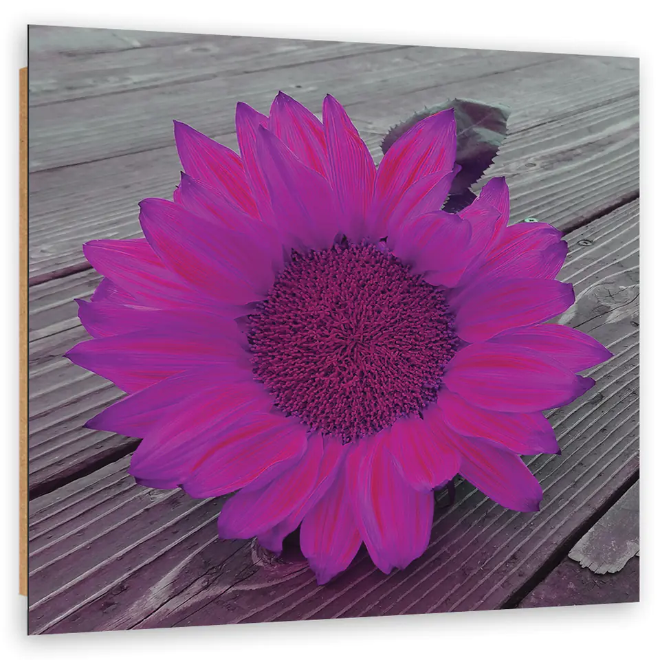 ⁨Obraz Deco Panel, Różowy słonecznik (Rozmiar 30x30)⁩ w sklepie Wasserman.eu