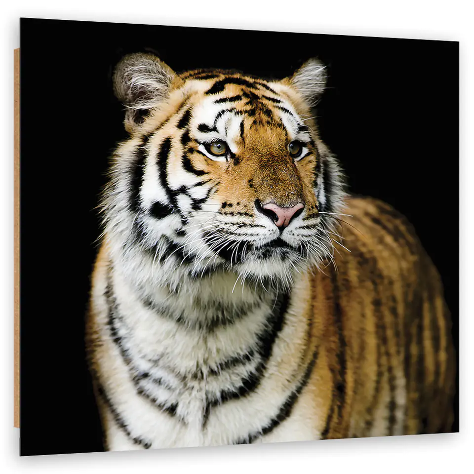 ⁨Obraz Deco Panel, Majestatyczny tygrys (Rozmiar 30x30)⁩ w sklepie Wasserman.eu