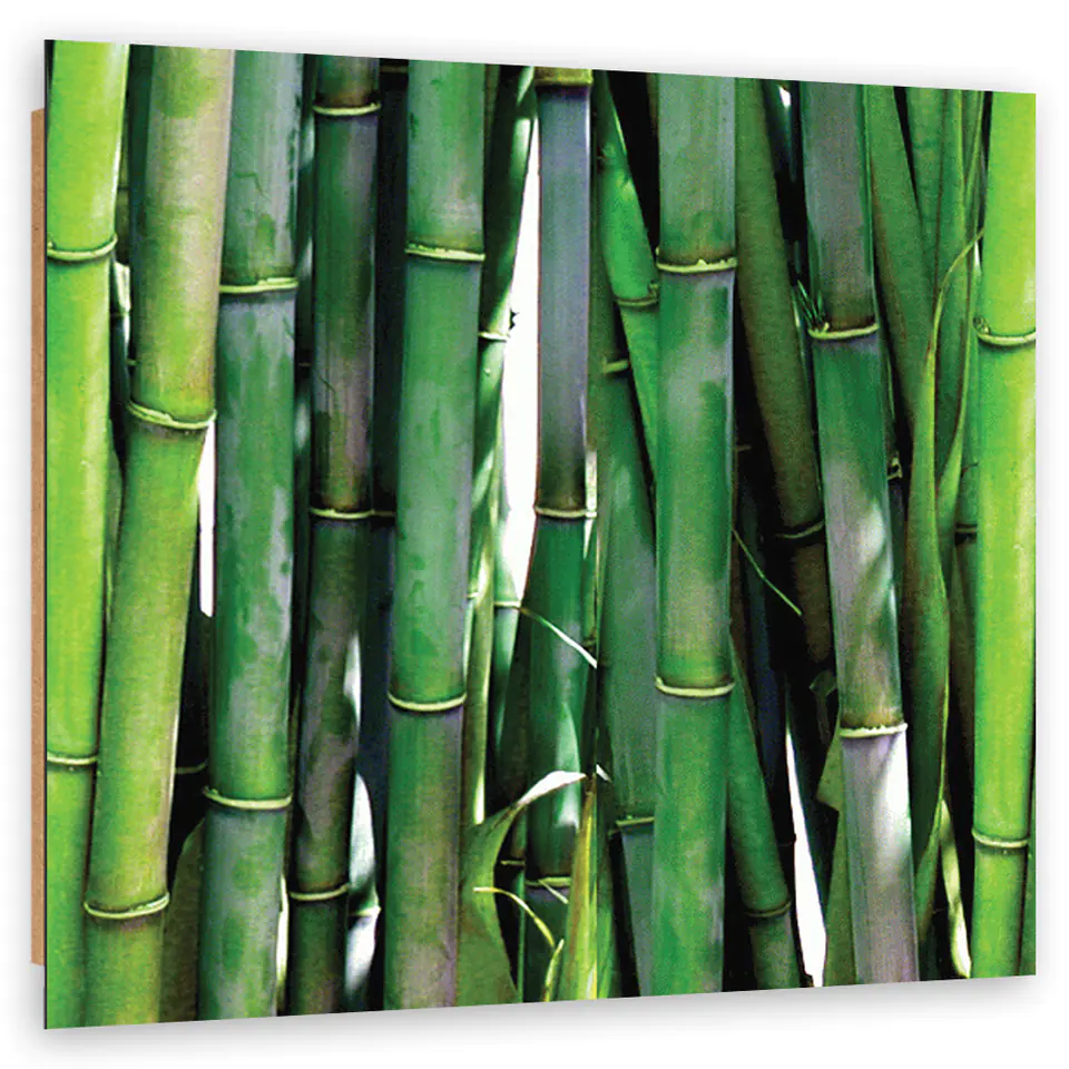 ⁨Obraz Deco Panel, Zielone bambusy (Rozmiar 60x60)⁩ w sklepie Wasserman.eu