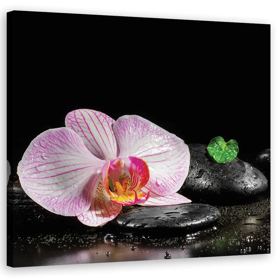 ⁨Obraz na płótnie, Kwitnąca orchidea zen (Rozmiar 30x30)⁩ w sklepie Wasserman.eu