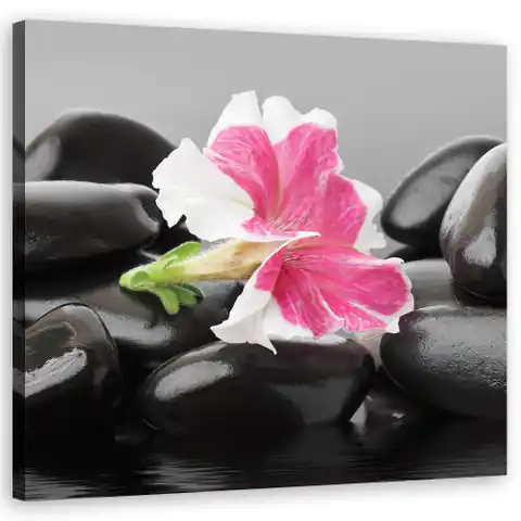 ⁨Obraz na płótnie, Różowy kwiat na kamieniach zen (Rozmiar 30x30)⁩ w sklepie Wasserman.eu