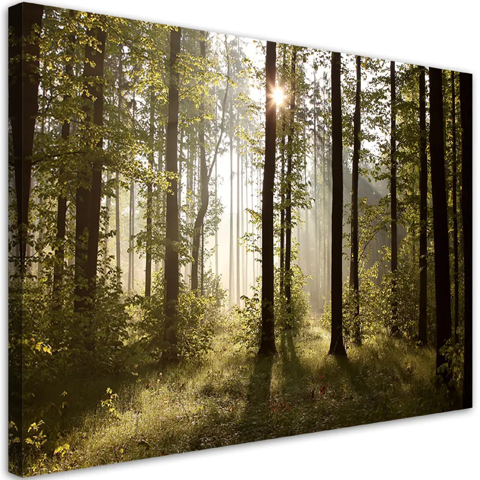 ⁨Obraz na płótnie, Poranek w lesie (Rozmiar 60x40)⁩ w sklepie Wasserman.eu