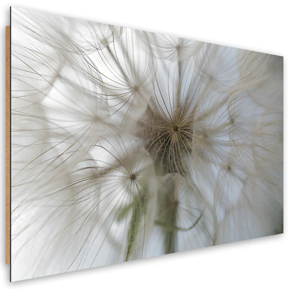 ⁨Obraz Deco Panel, Dmuchawiec w skali makro (Rozmiar 60x40)⁩ w sklepie Wasserman.eu