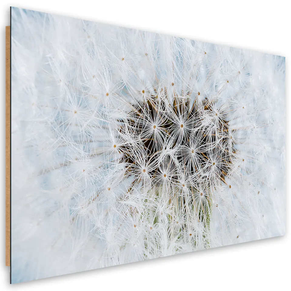 ⁨Obraz Deco Panel, Dmuchawiec biały kwiaty (Rozmiar 60x40)⁩ w sklepie Wasserman.eu