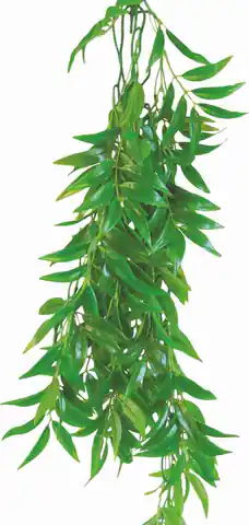 ⁨Roślina do terrarium Ficus Longifolia Happet 50cm⁩ w sklepie Wasserman.eu