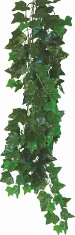 ⁨Roślina do terrarium Hedera Helix Happet 50cm⁩ w sklepie Wasserman.eu