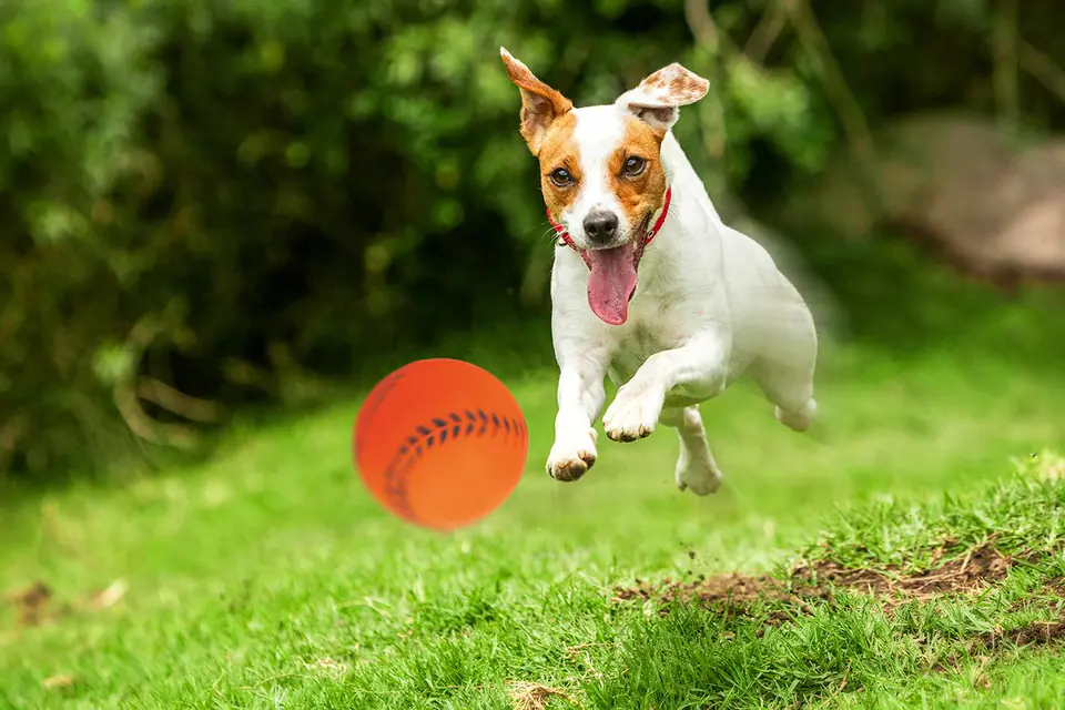 Zabawka piłka baseball Happet 72mm pomarańczowa w sklepie Wasserman.eu