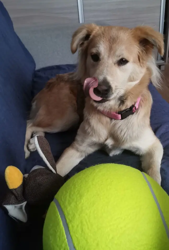 ⁨Dog toy tennis ball giant XXL 24cm⁩ at Wasserman.eu