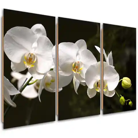 ⁨Obraz trzyczęściowy Deco Panel, Biała orchidea na czarnym tle (Rozmiar 150x100)⁩ w sklepie Wasserman.eu