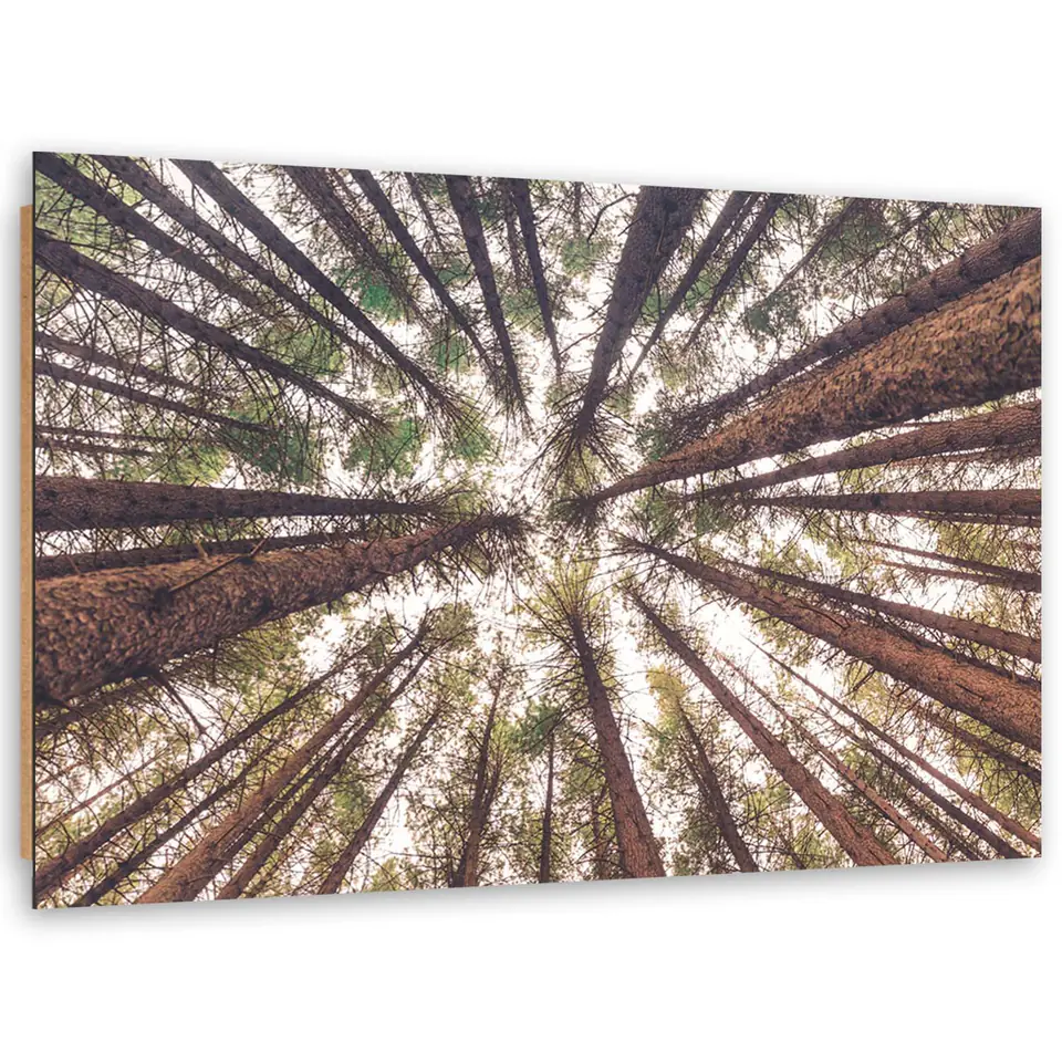 ⁨Obraz Deco Panel, Wysokie sosny (Rozmiar 100x70)⁩ w sklepie Wasserman.eu