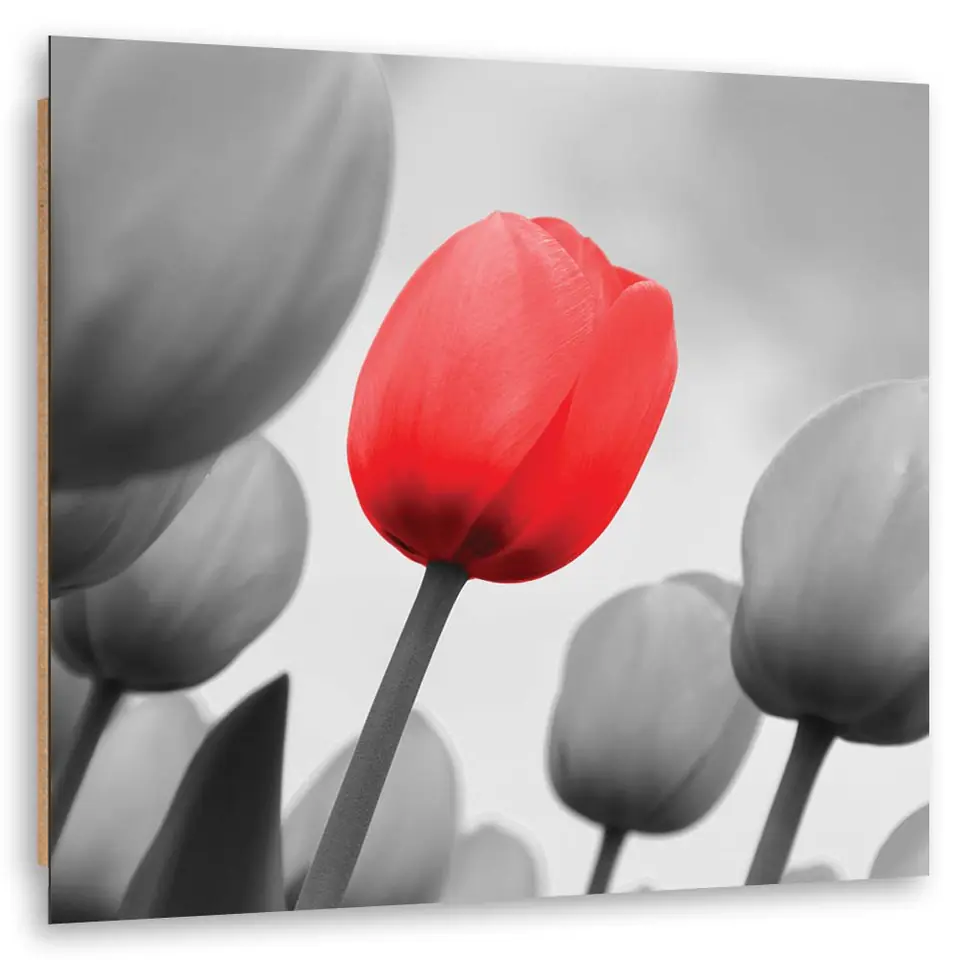 ⁨Obraz Deco Panel, Czerwony tulipan w szarości (Rozmiar 30x30)⁩ w sklepie Wasserman.eu