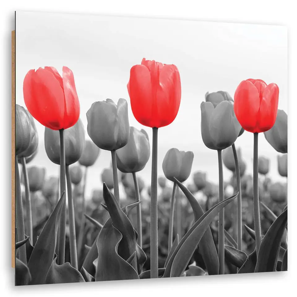 ⁨Obraz Deco Panel, Czerwone tulipany na łące (Rozmiar 30x30)⁩ w sklepie Wasserman.eu