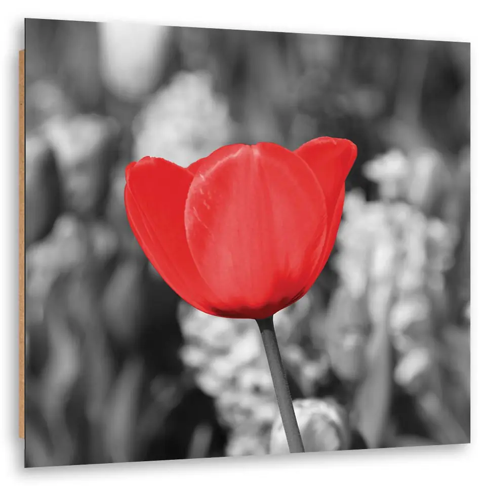 ⁨Obraz Deco Panel, Czerwony tulipan na łące (Rozmiar 30x30)⁩ w sklepie Wasserman.eu