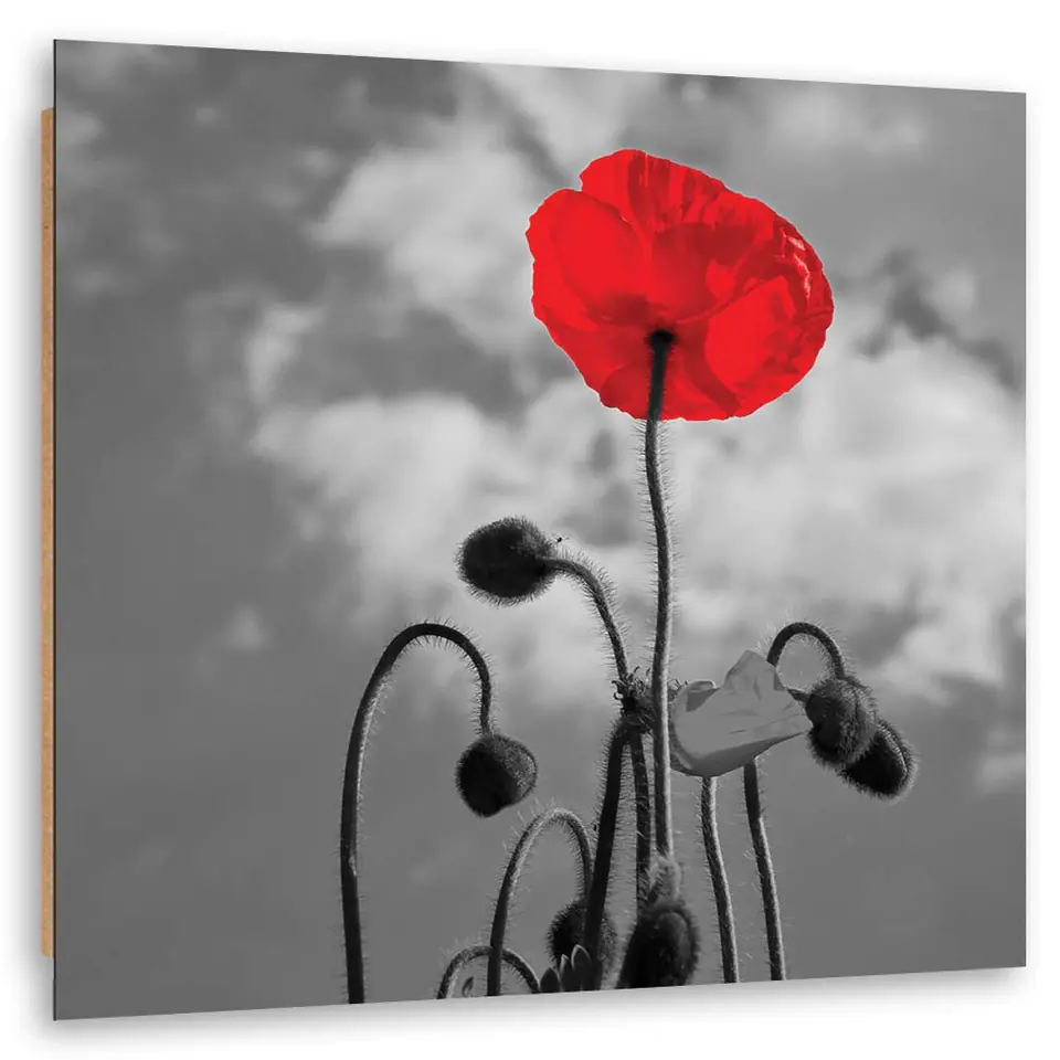 ⁨Obraz Deco Panel, Kwitnący mak (Rozmiar 30x30)⁩ w sklepie Wasserman.eu