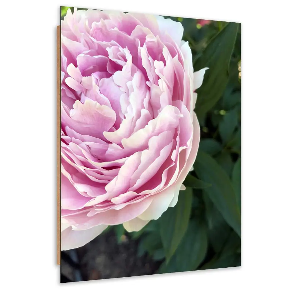 ⁨Obraz Deco Panel, Różowa piwonia z bliska (Rozmiar 40x60)⁩ w sklepie Wasserman.eu