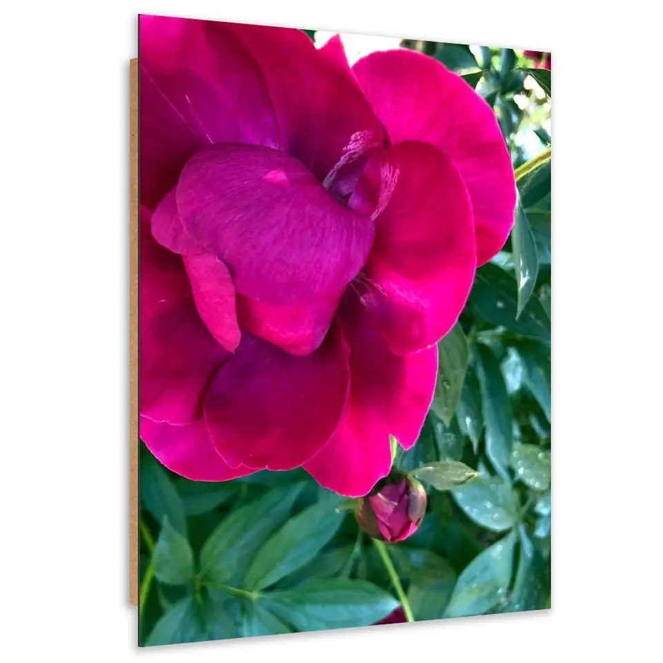 ⁨Obraz Deco Panel, Duży różowy kwiat (Rozmiar 40x60)⁩ w sklepie Wasserman.eu