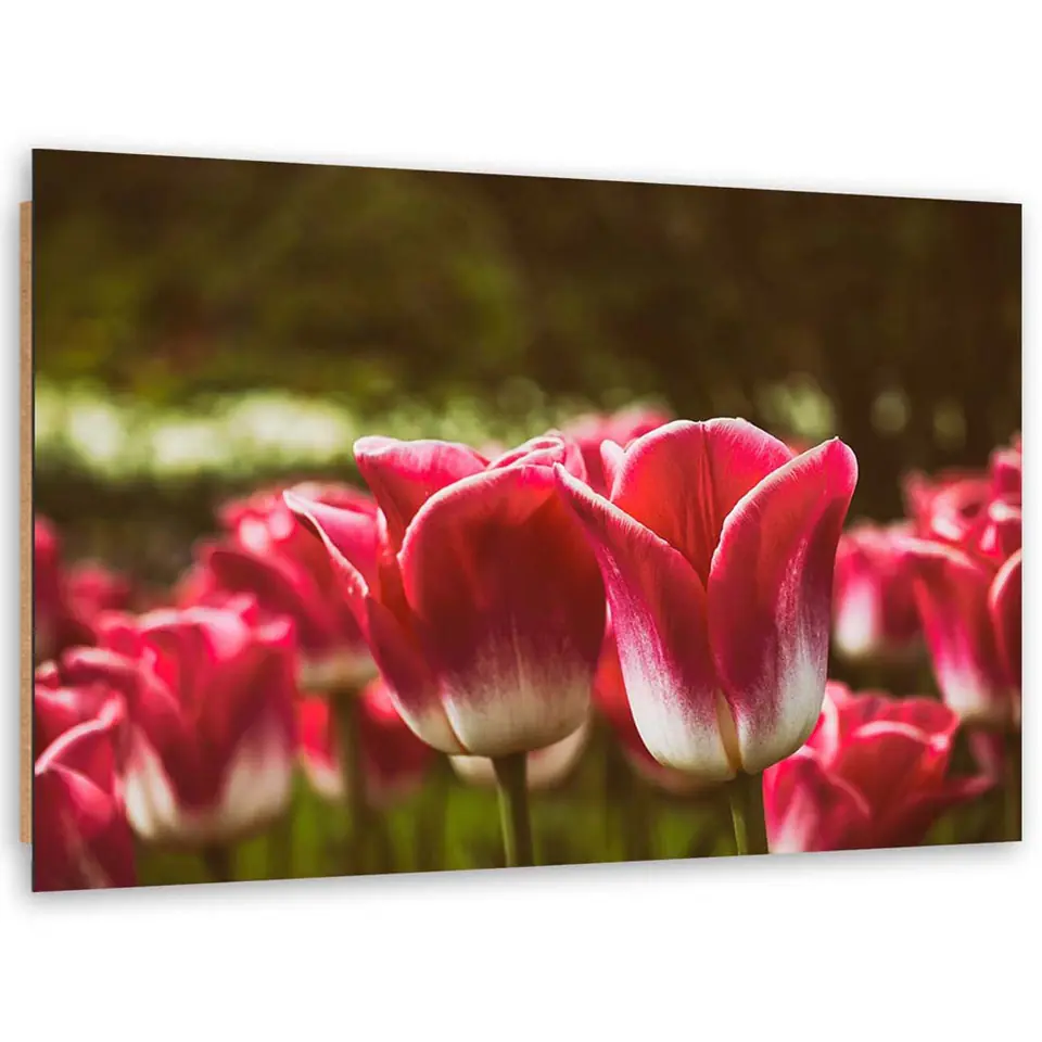 ⁨Obraz Deco Panel, Kwitnące tulipany (Rozmiar 100x70)⁩ w sklepie Wasserman.eu