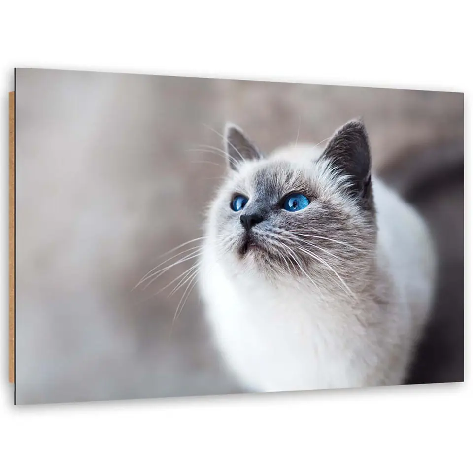 ⁨Obraz Deco Panel, Kot syberyjski (Rozmiar 100x70)⁩ w sklepie Wasserman.eu