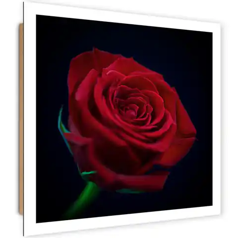 ⁨Obraz Deco Panel, Czerwona róża w ciemności (Rozmiar 30x30)⁩ w sklepie Wasserman.eu