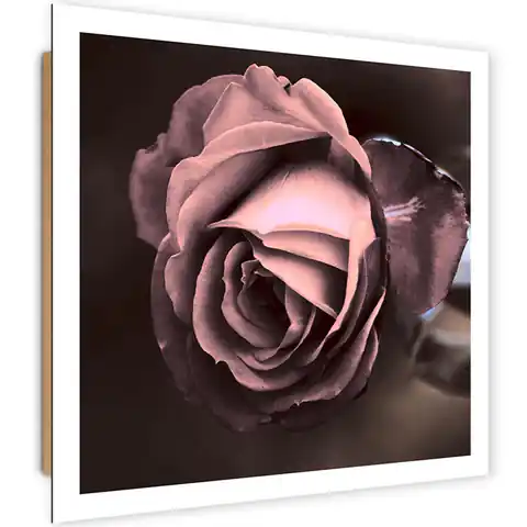 ⁨Obraz Deco Panel, Piękna róża (Rozmiar 30x30)⁩ w sklepie Wasserman.eu