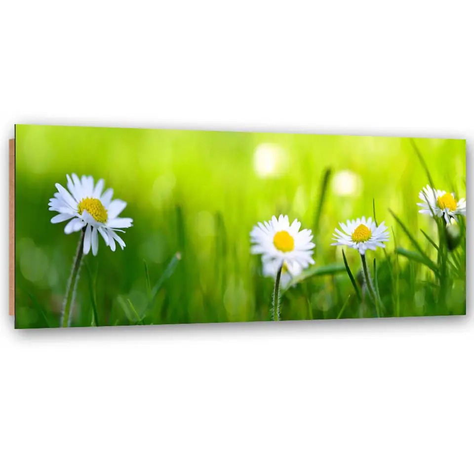 ⁨Obraz Deco Panel, Stokrotki w trawie 1-częściowy (Rozmiar 120x40)⁩ w sklepie Wasserman.eu