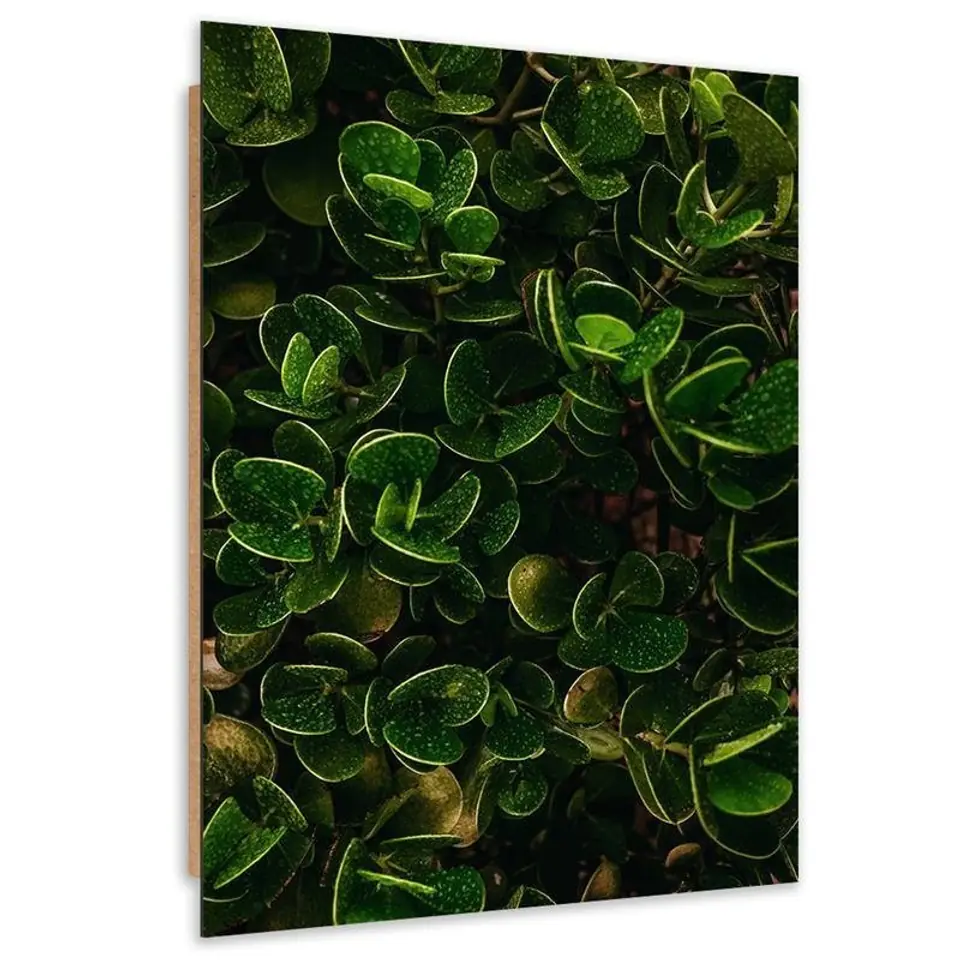 ⁨Obraz Deco Panel, Zielone liście egzotycznych roślin (Rozmiar 40x60)⁩ w sklepie Wasserman.eu
