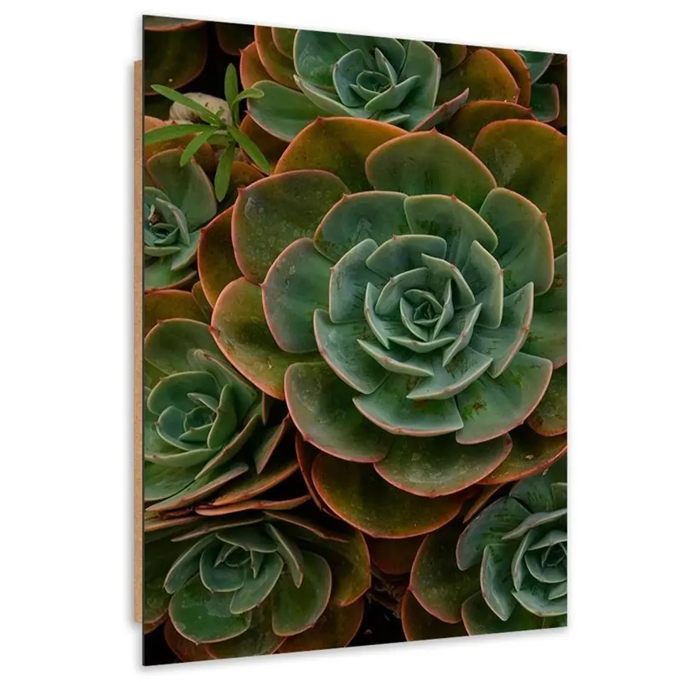 ⁨Obraz Deco Panel, Zielony kwiat sukulent (Rozmiar 40x60)⁩ w sklepie Wasserman.eu