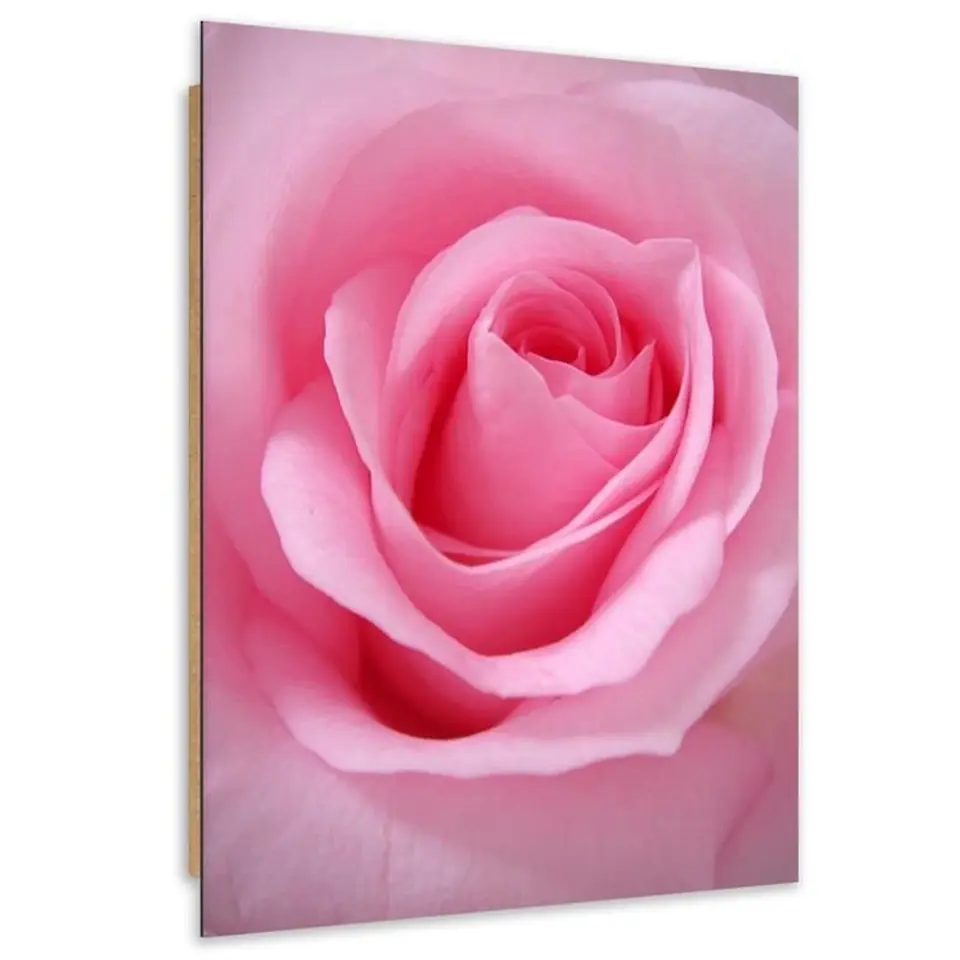 ⁨Obraz Deco Panel, Różowe płatki róży (Rozmiar 40x60)⁩ w sklepie Wasserman.eu