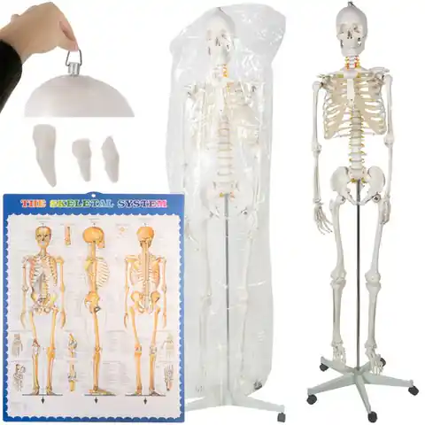 ⁨Szkielet człowieka- 170cm Malatec 22583⁩ w sklepie Wasserman.eu