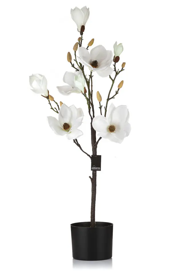 Magnolia biała w doniczce_Aluro w sklepie Wasserman.eu