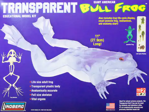 ⁨Model plastikowy Lindberg - Transparent Bull Frog (Przezroczysta żaba rycząca)⁩ w sklepie Wasserman.eu