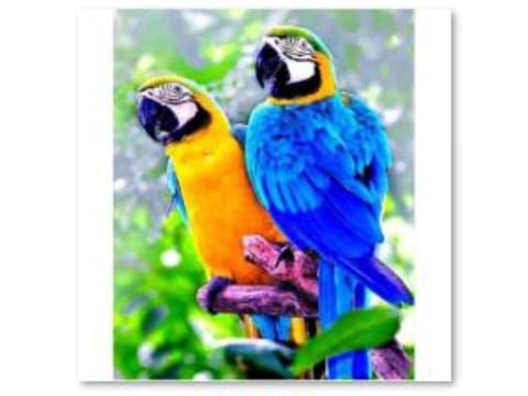 ⁨Diamond Embroidery, Painting, Diamond Mosaic Diamond Painting, TWO PARROTS 30x40cm⁩ at Wasserman.eu