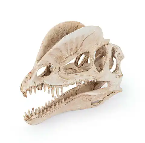 ⁨R176 ozdoba terrarium czaszka dinozaura⁩ w sklepie Wasserman.eu