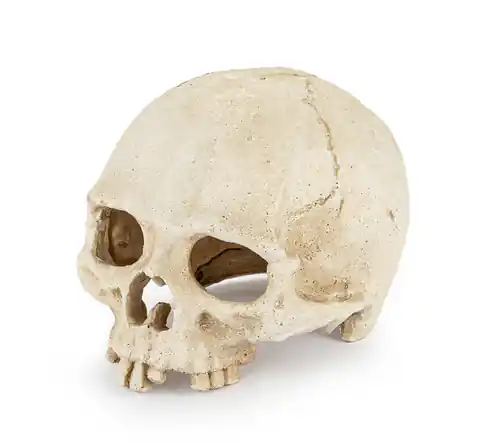 ⁨R177 ozdoba terrarium czaszka⁩ w sklepie Wasserman.eu