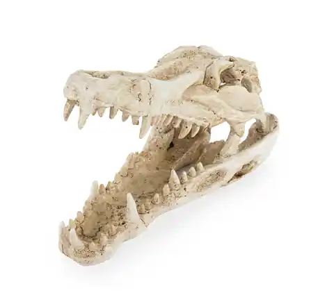 ⁨R178 ozdoba terrarium czaszka krokodyla⁩ w sklepie Wasserman.eu