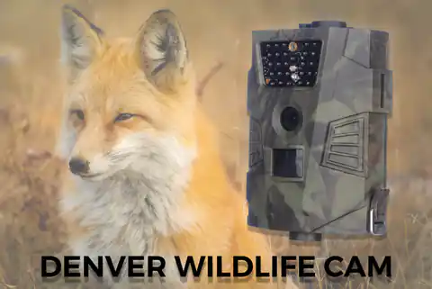 ⁨Kamera do obserwacji dzikiej przyrody Denver WCT-5001⁩ w sklepie Wasserman.eu