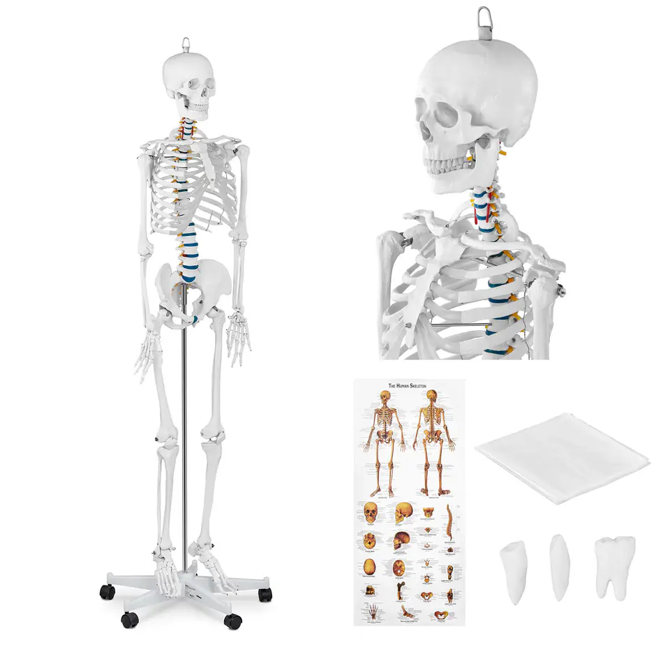 ⁨Model anatomiczny szkieletu człowieka 176 cm + Plakat anatomiczny⁩ w sklepie Wasserman.eu