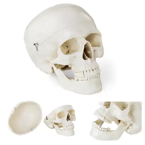 ⁨Model anatomiczny ludzkiej czaszki w skali 1:1 + Zęby 3 szt.⁩ w sklepie Wasserman.eu