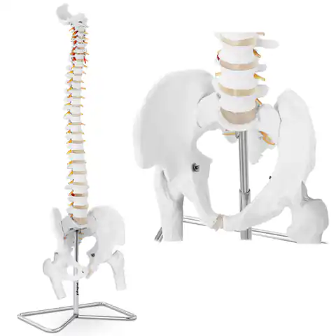 ⁨Model anatomiczny ludzkiego kręgosłupa z miednicą męską 86 cm⁩ w sklepie Wasserman.eu