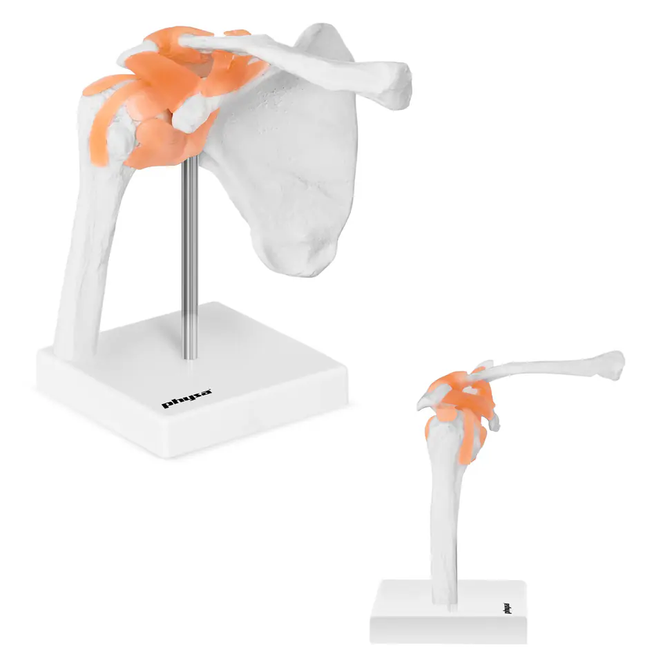 ⁨Anatomical model of the shoulder joint in 1:1 scale⁩ at Wasserman.eu