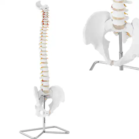 ⁨Model anatomiczny kręgosłupa człowieka z męską miednicą 76 cm⁩ w sklepie Wasserman.eu