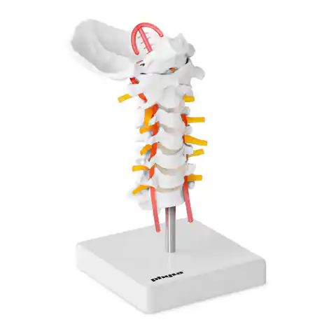 ⁨Model anatomiczny odcinka szyjnego kręgosłupa człowieka w skali 1:1⁩ w sklepie Wasserman.eu