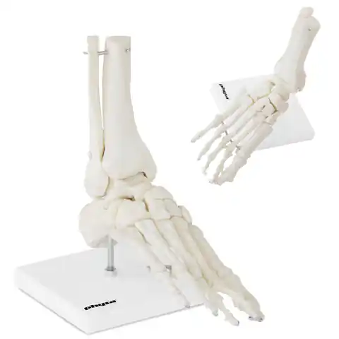 ⁨Anatomic model of the ankle joint in 1:1 scale⁩ at Wasserman.eu