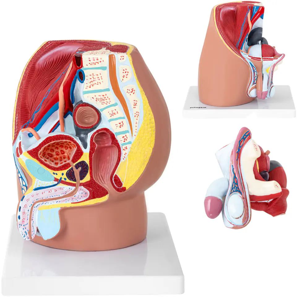 ⁨Model anatomiczny miednicy męskiej 3D w skali 1:1⁩ w sklepie Wasserman.eu