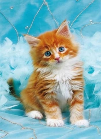 ⁨Diamond mosaic - Ginger kitten⁩ at Wasserman.eu