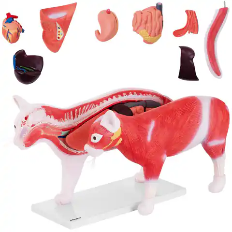 ⁨Model anatomiczny 3D kota z wyjmowanymi organami⁩ w sklepie Wasserman.eu