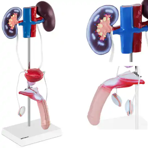 ⁨Model anatomiczny 3D męskiego układu moczowo-płciowego⁩ w sklepie Wasserman.eu