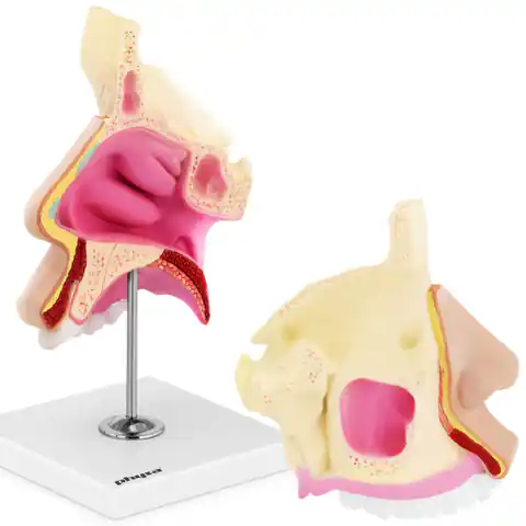 ⁨Model anatomiczny 3D jamy nosowej człowieka skala 1:1⁩ w sklepie Wasserman.eu